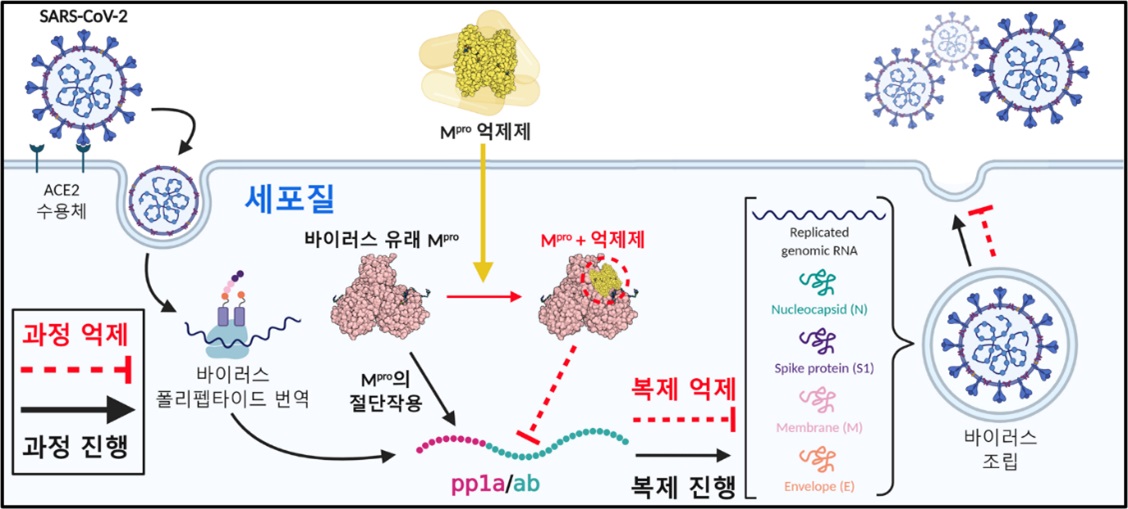 코로나 바이러스 생활사 및 Mpro-억제제 작용 메커니즘